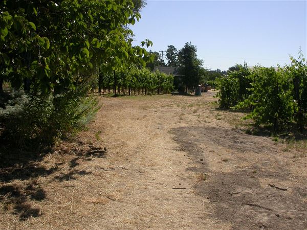 Olivet Grange Vineyard (7/25/2018)