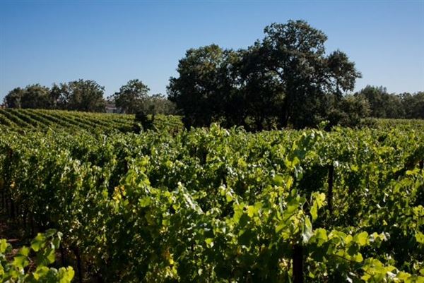 Olivet Grange Vineyard (7/25/2018)