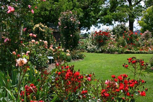 The Russian River Rose Company (7/25/2018)