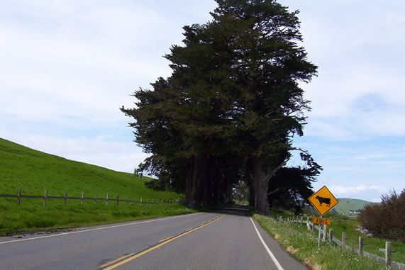 Tomales Rd (7/25/2018)