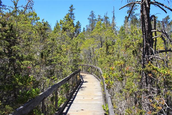 Van Damme State Park (SP) / Beach / Pygmy Forest / Fern Canyon Trail / Spring Ranch Trail - Pygmy Forest (6/1/2018 - Credits: Kellen Lim)