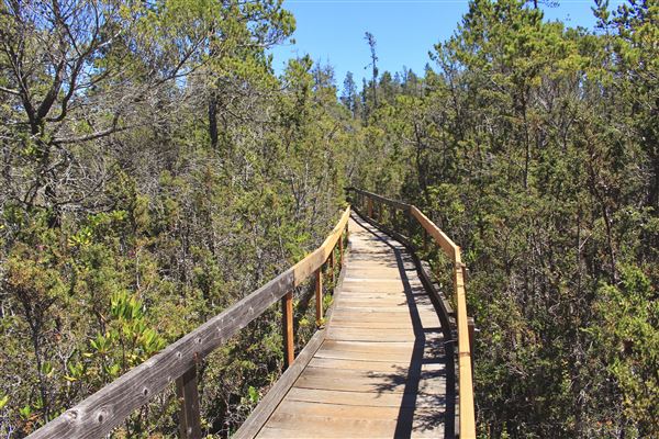 Van Damme State Park (SP) / Beach / Pygmy Forest / Fern Canyon Trail / Spring Ranch Trail - Pygmy Forest (6/1/2018 - Credits: Kellen Lim)