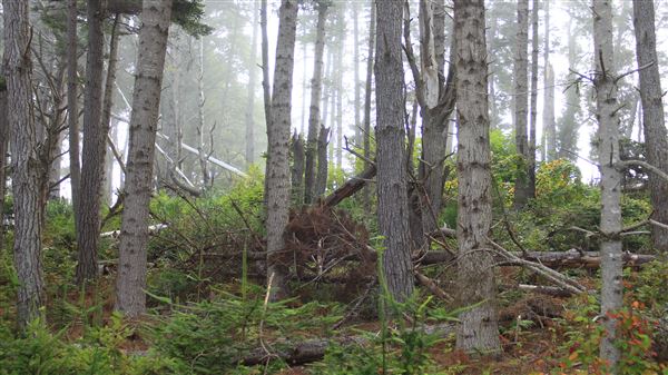 Little River Blowhole Trail - Little River - Blowhole Trail (8/6/2018 - Credits: Kellen Lim)