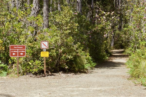 Van Damme State Park (SP) / Beach / Pygmy Forest / Fern Canyon Trail / Spring Ranch Trail - Beginning segment of Fern Canyon Trail, junction where Fern Canyon Trail loops back here. (6/1/2018 - Credits: Kellen Lim)