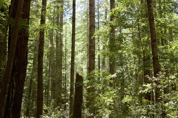 Van Damme State Park (SP) / Beach / Pygmy Forest / Fern Canyon Trail / Spring Ranch Trail - Young woodlands along Fern Canyon Trail (6/2/2018 - Credits: Kellen Lim)
