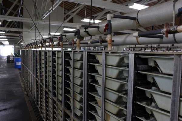 Coleman National Fish Hatchery (7/1/2018 - Credits: Film Shasta)