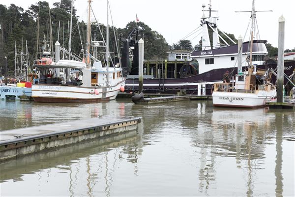 Noyo Harbor District (1/18/2019 - Credits: Kellen Lim)