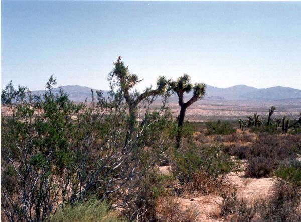 Dove Springs  B L M (12/31/2003)