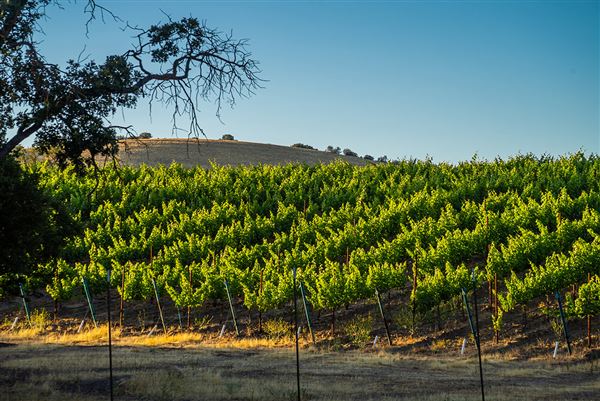 Oreana Winery & Vineyard - Fisco (9/1/2020 - Credits: Photos, Videos and 360° Virtual Tour by Kevin Dole - Home3D.us)
