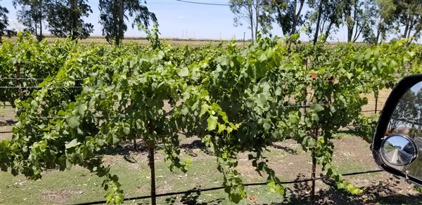 Belle Vie Vineyard and Event Center (3/23/2021)