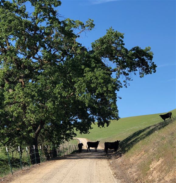 Enney Ranch @ Paso Robles (1/4/2021 - Credits: Courtney Delancey)