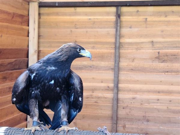 West Coast Falconry (4/11/2022 - Credits: Yuba Sutter Film Commission)