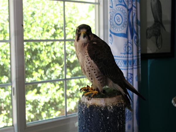 West Coast Falconry (4/11/2022 - Credits: Yuba Sutter Film Commission)