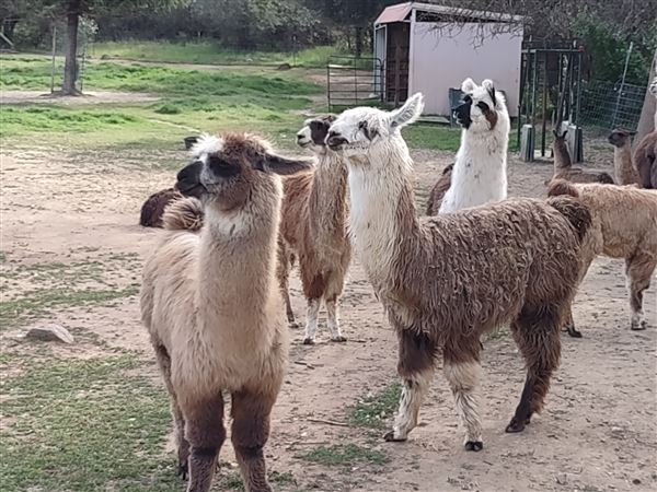 New Leaf Llama Farm (4/11/2022 - Credits: Yuba Sutter Film Commission)
