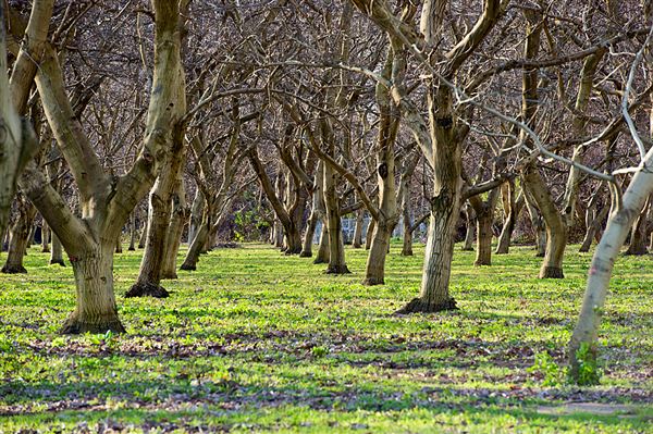 Bidwell-Sacramento River State Park (SP) (3/7/2012 - Credits: Brian Baer)