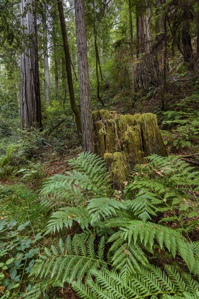 Mailliard Redwoods State Natural Reserve (SNR) (9/18/2017 - Credits: Brian Baer)