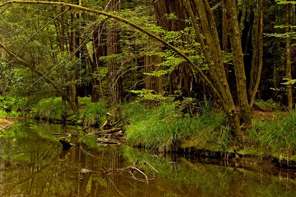 Mendocino Woodlands State Park (SP) (8/6/2012 - Credits: Brian Baer)