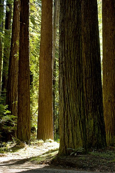 Navarro River Redwoods State Park (SP) (9/7/2011 - Credits: Brian Baer)