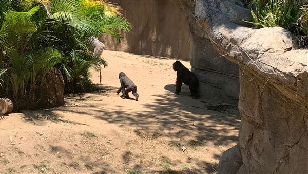 Los Angeles Zoo & Botanical Gardens - LA Zoo (6/25/2023 - Credits: Brandy Davis)