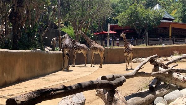 Los Angeles Zoo & Botanical Gardens - LA Zoo (6/25/2023 - Credits: Brandy Davis)