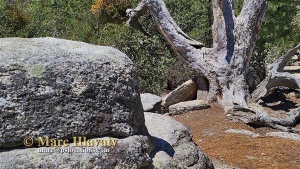 Idyllwild Nature Center - Forest (7/5/2023 - Credits: Marc Hlavaty)
