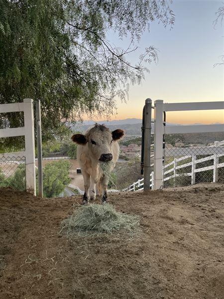 Moorheart Farm (12/14/2023 - Credits: Chris Barrett)