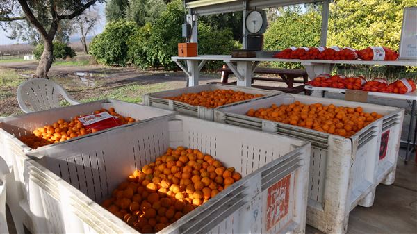 Moody's Middle Mountain Mandarins (1/13/2024 - Credits: Film Yuba Sutter)