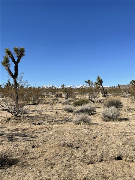 Joshua Tree Barren Landscape (6/1/2024 - Credits: malek alqadi)