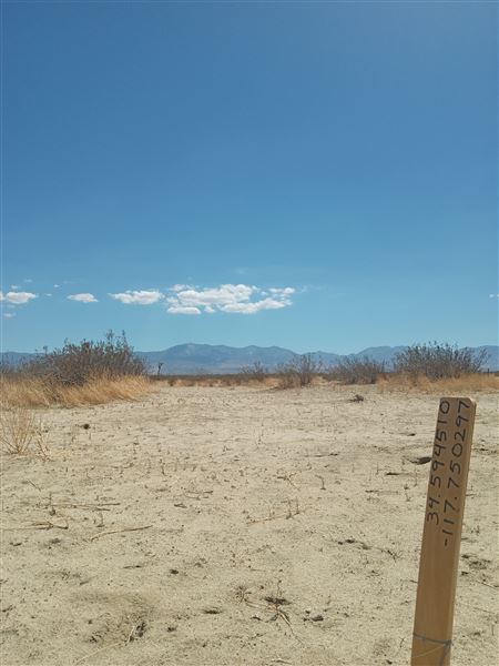 Desert Bliss (6/17/2023 - Credits: Ora Beth Nance)