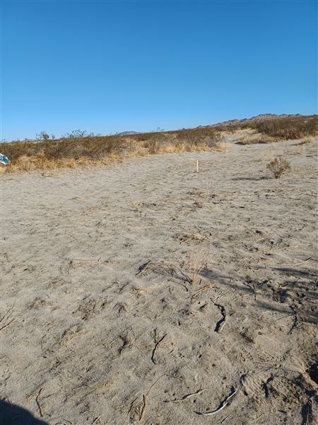 Desert Bliss (6/17/2023 - Credits: Ora Beth Nance)