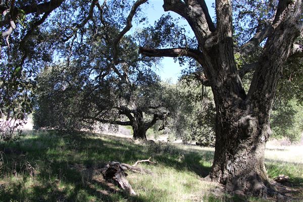 Cleveland National Forest (7/2/2024 - Credits: Public Affairs Officer Forest Service)