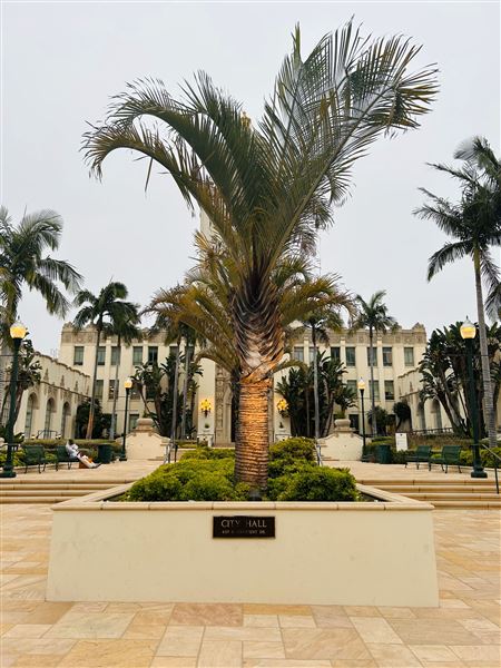 Beverly Hills City Hall (7/12/2024 - Credits: Brandy Davis)