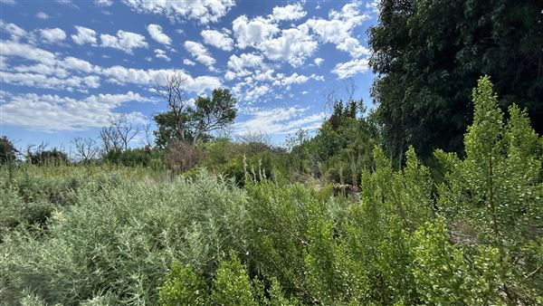 Sepulveda Basin Wildlife Preserve / Woodley Park (8/2/2024 - Credits: Brandy Davis)