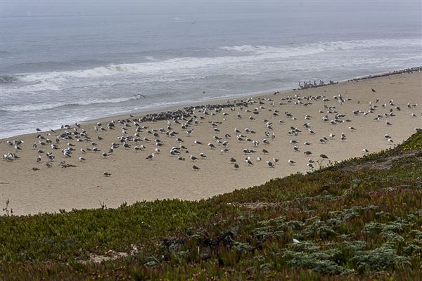 Half Moon Bay State Beach (SB) (8/5/2024 - Credits: Photo Courtesy of California State Parks 2024)