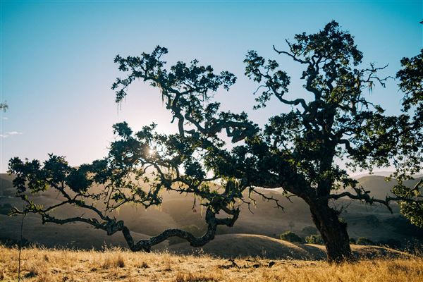 Holman Ranch (10/26/2021 - Credits: Wine Club & Marketing Manager)