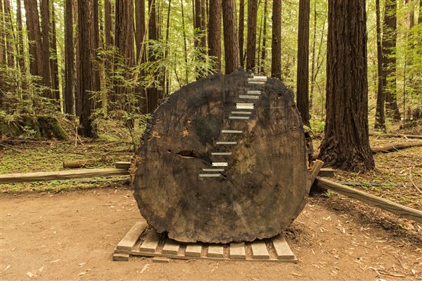 Armstrong Redwoods State Natural Reserve (SNR) (5/26/2015 - Credits: Brian Baer)