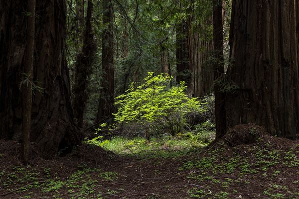 Armstrong Redwoods State Natural Reserve (SNR) (4/26/2019 - Credits: Brian Baer)