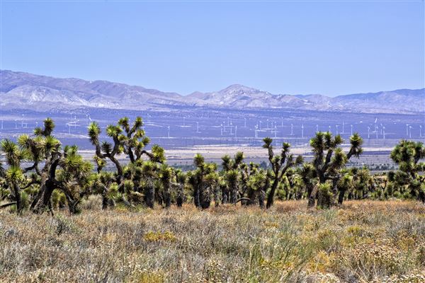 Arthur B. Ripley Desert Woodland State Park (SP) (6/8/2015 - Credits: Brian Baer)