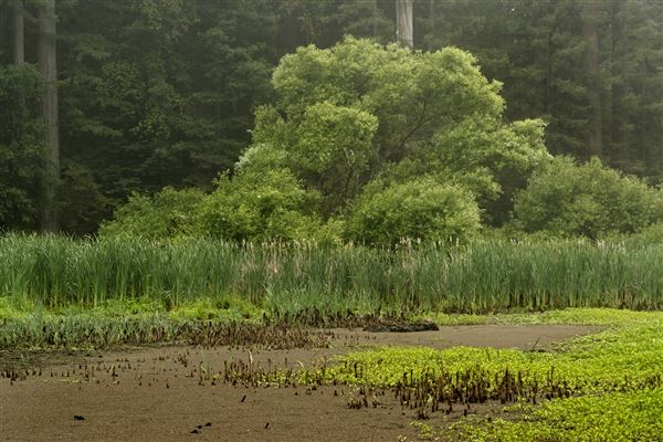 Austin Creek State Recreation Area (SRA) (5/26/2014 - Credits: Brian Baer)