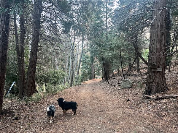 4 Log Cabins and 15 Wooded Acres Near Crestline, CA (4/9/2025 - Credits: Michelle Dowd)