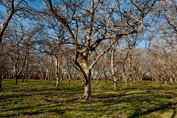 Bidwell-Sacramento River State Park (SP) (3/7/2012 - Credits: Brian Baer)