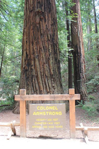 Armstrong Redwoods State Natural Reserve (SNR) (4/17/2025 - Credits: Photo Courtesy of Sonoma County)