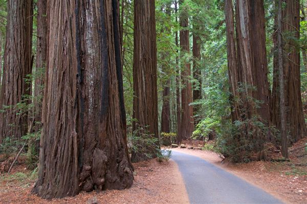 Armstrong Redwoods State Natural Reserve (SNR) (4/17/2025 - Credits: Photo Courtesy of Sonoma County)