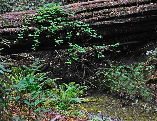 Armstrong Redwoods State Natural Reserve (SNR) (4/17/2025 - Credits: Al Mueller)