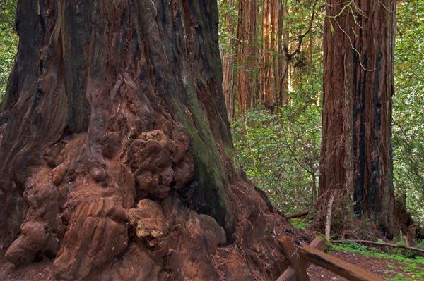 Armstrong Redwoods State Natural Reserve (SNR) (4/17/2025 - Credits: Al Mueller)