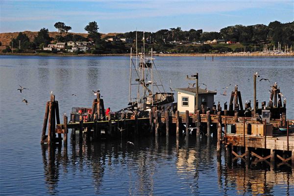Bodega Bay (4/18/2025 - Credits: Al Mueller)