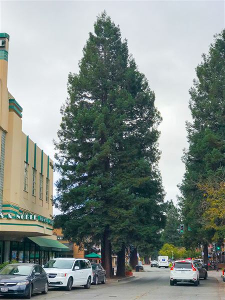 City of Santa Rosa (4/23/2025 - Credits: Mariah Harkey)