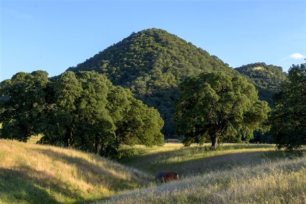 Sutter Buttes State Park (SP) (5/15/2017 - Credits: Brian Baer)
