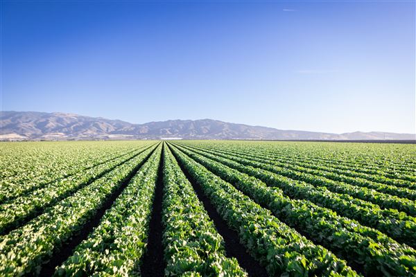 Salinas Valley (5/31/2022 - Credits: SeeMonterey.com)