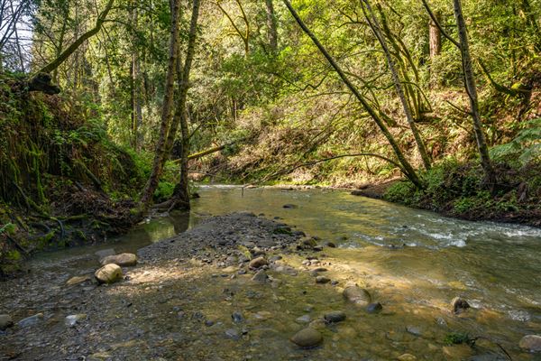 Forest of Nisene Marks State Park (SP), The (3/8/2024 - Credits: Brian Baer)